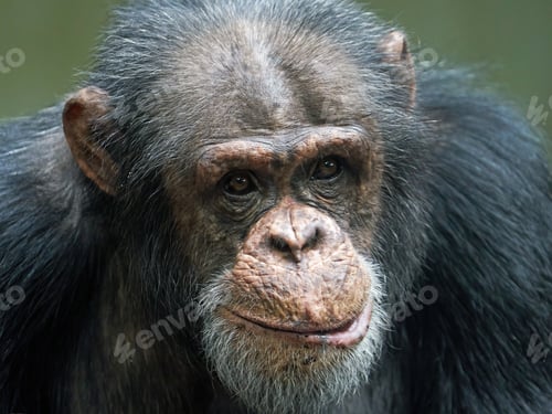 Preview: Chimpanzee (Pan troglodytes)