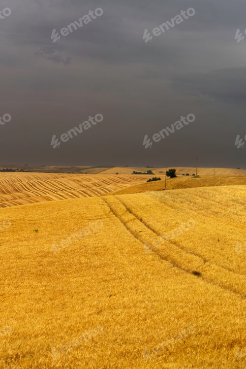 Preview: Country landscape in Basilicata, Italy, at summer