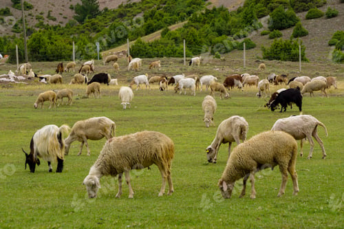 Preview: Herd of sheep and goats grazing in a pasture