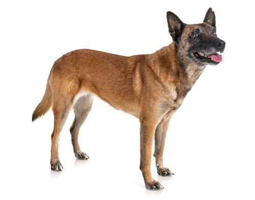 Preview: malinois in studio