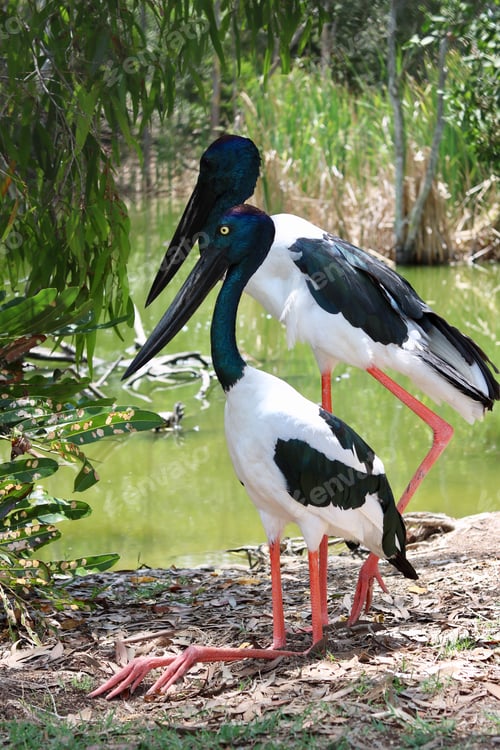 Preview: Exotic birds in the wild