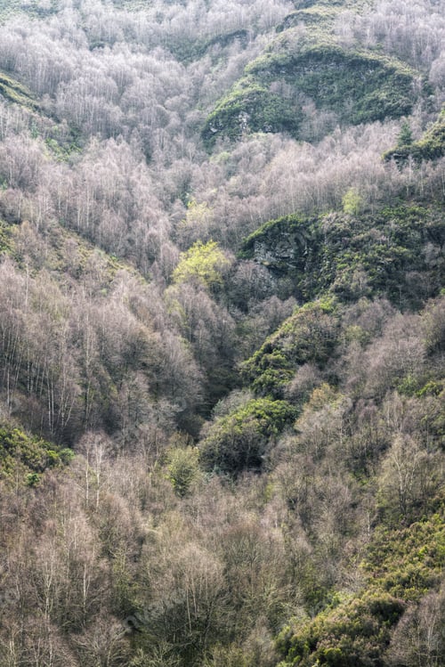 Preview: Between heather covered cliffs grow thick groves of willow and birch