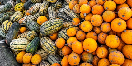 Preview: pumpkin fruit outdoor harvest different types pumpkin varieties food snack copy space food
