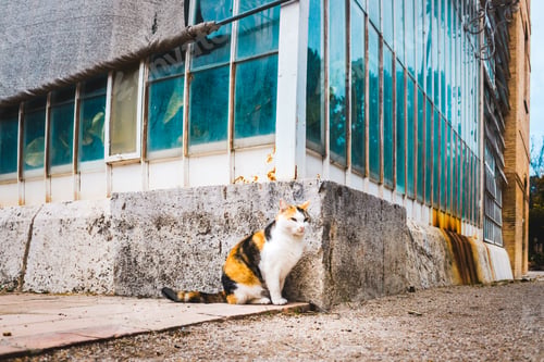 Preview: Stray cat sunbathing next to a greenhouse.