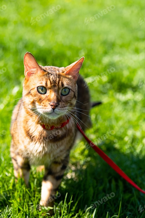 Preview: Bengal Cat with Leash Walking Around the Yard. Cute Cat in Harness on the Green Grass.