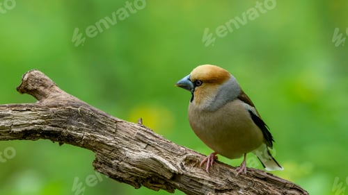 Preview: Hawfinch Sitting on a Branch.