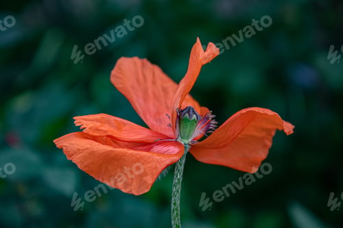 Preview: Selective focus to faded petals of poppy blossom closeup