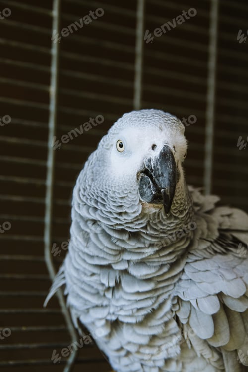 Preview: Parrot