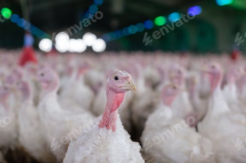 Preview: turkey farm. turkey close-up. turkey rearing concept