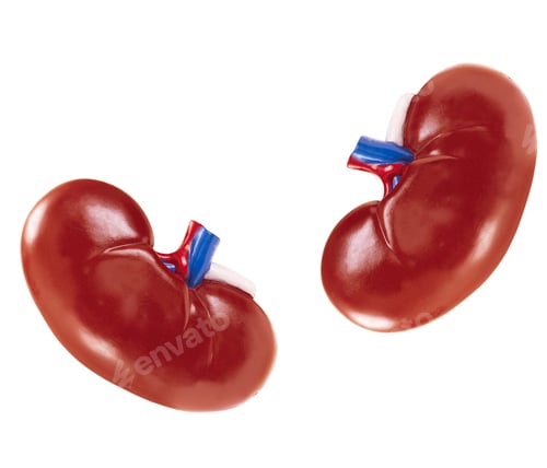 Preview: artificial kidney