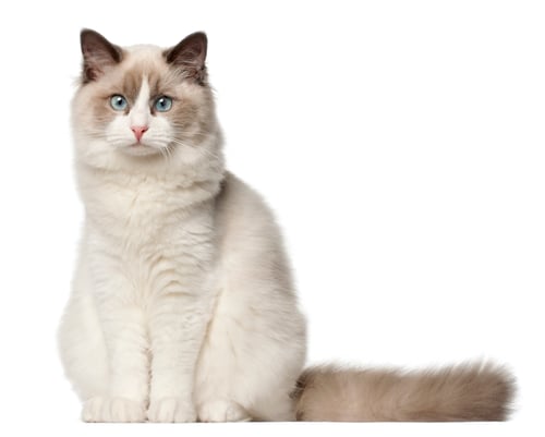 Preview: Ragdoll cat, 6 months old, sitting in front of white background