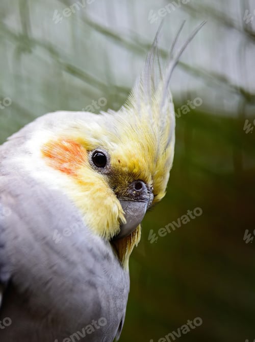 Preview: cockatiel, bird, pet, parrot