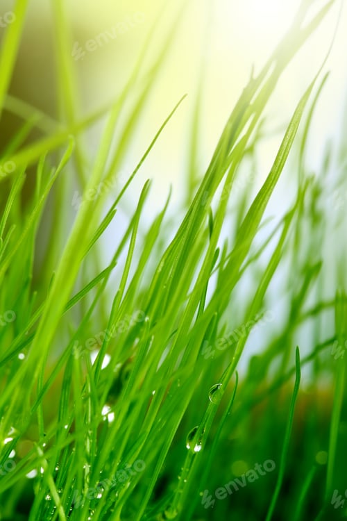 Preview: Green grass with drops