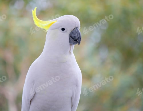 Preview: The white cockatoo is an Australian parrot species belonging to the Cacatuidae family