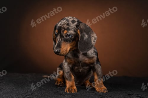 Preview: Adorable dachshund isolated on a dark brown background
