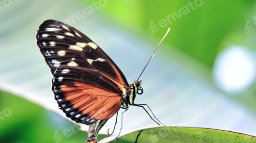 Preview: Vibrant tiger longwing butterfly perched on a lush green leaf