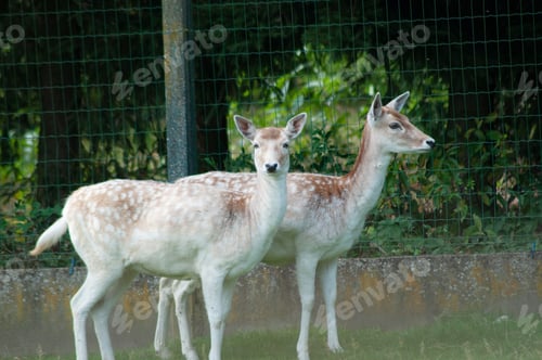 Preview: small bambi deer look around warily