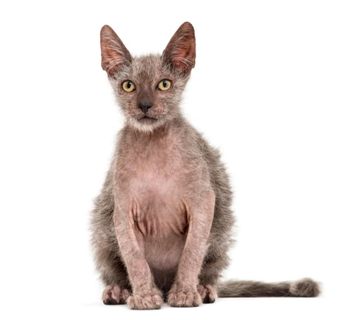 Preview: Kitten Lykoi cat, 3 months old, also called the Werewolf cat against white background
