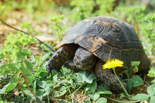 Preview: Wild animals in the natural environment, a turtle on the lawn