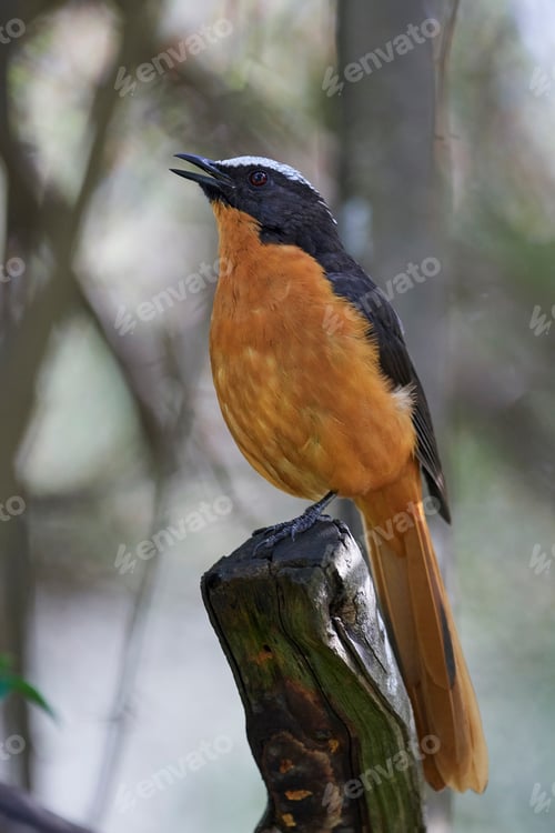 Preview: White-crowned robin-chat (Cossypha albicapilla)