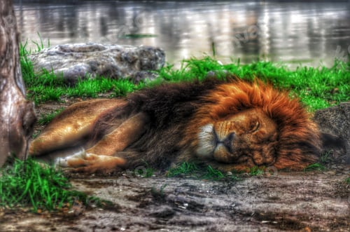 Preview: Resting Lion with Golden Mane near a Pond