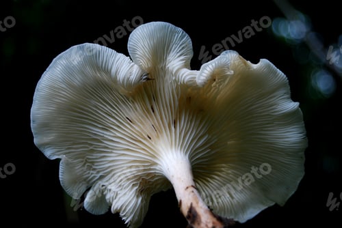 Preview: A forest mushroom in a natural background