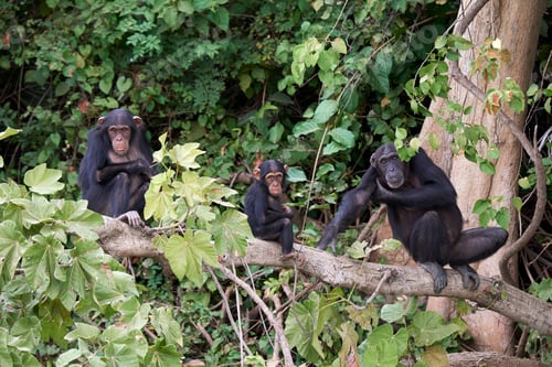 Preview: Chimpanzee (Pan troglodytes)