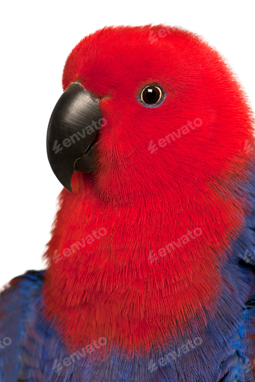 Preview: Close up of Female Eclectus Parrot, Eclectus roratus, in front of white background