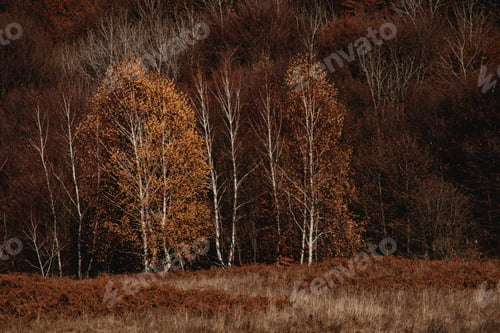 Preview: Beautiful scene with an autumn forest in moody colors