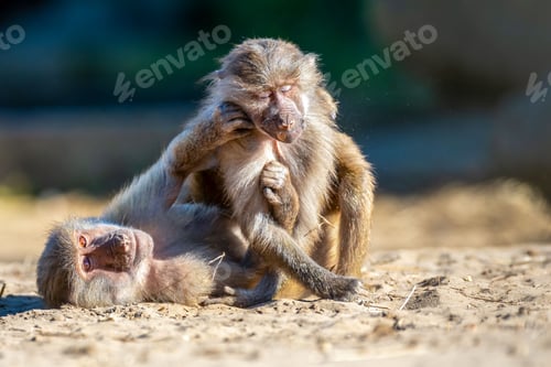 Preview: Playful baboons in a sunny outdoor setting.