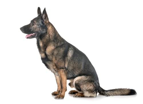 Preview: gray german shepherd