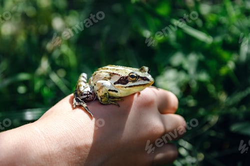 Preview: Green earthen frog sitting on hand child.