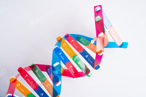 Preview: DNA or Deoxyribonucleic acid is a double helix chains structure formed by base pairs