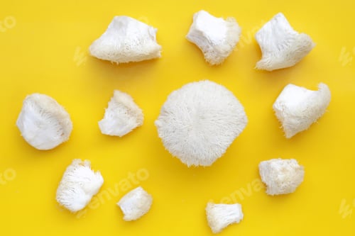 Preview: Fresh lion's mane mushroom. (Yamabushitake Mushroom)