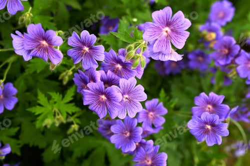 Preview: Morning Glory in bloom