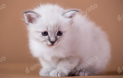 Preview: cute little Birman cat isolated in a removable background, aborable kitten concept