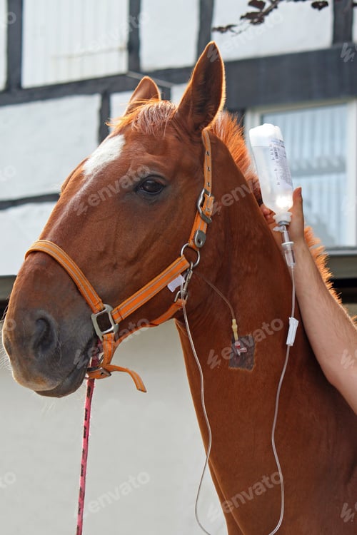 Preview: horse with cannula in vein infusion