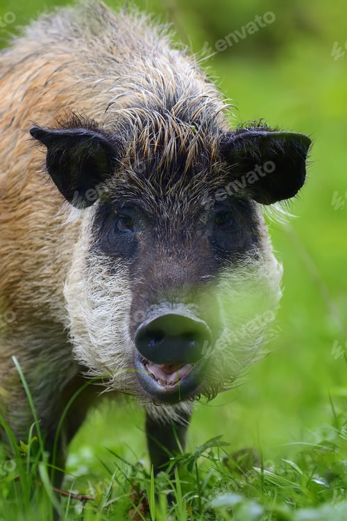 Preview: Wild boar on the forest