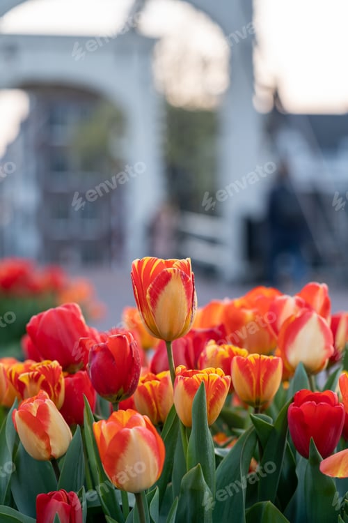 Preview: View of 'De Magere Brug (translation: the Skinny Bridge) in Amsterdam with tulips in the foreground