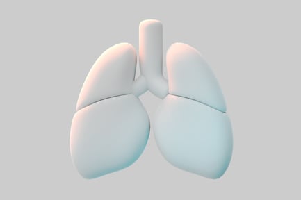 Preview: Human lungs anatomical form