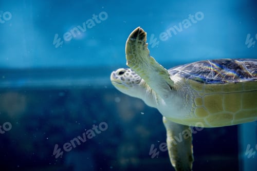 Preview: Closeup shot of a loggerhead sea turtle underwater with a blurred background