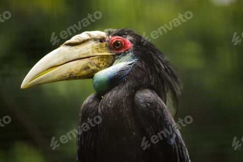 Preview: Close up of The Whreated Hornbill Rhyticeros undulatus