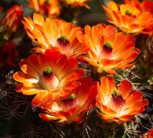Preview: Closeup of amazing flowers on a cactus in the desert in the Spring season