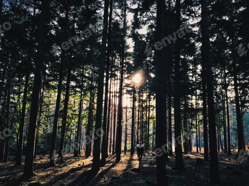 Preview: In the forest