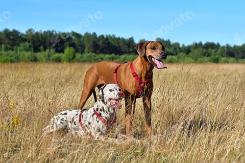 Preview: Two dogs on a field