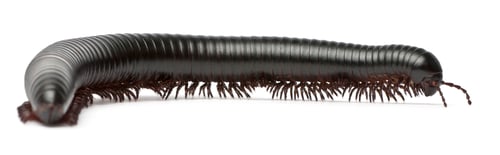 Preview: Millipede, Myriapoda, Spirostreptus giganteus, in front of white background