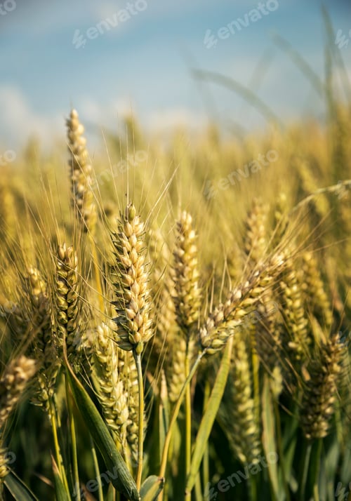 Preview: Wheat