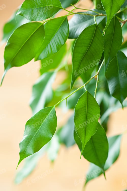 Preview: ficus benjamina large green houseplant