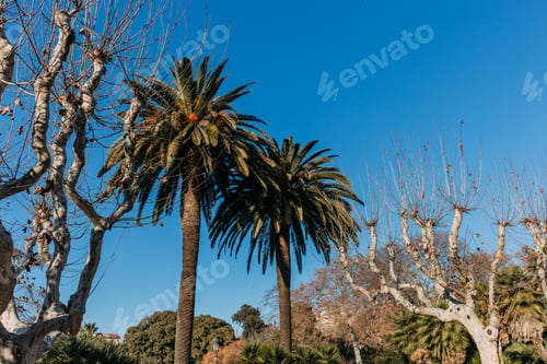 Preview: landscape with tall straight palms and other plants in parc de la ciutadella, barcelona, spain