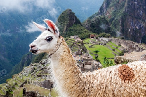 Preview: Llama at Machu Picchu